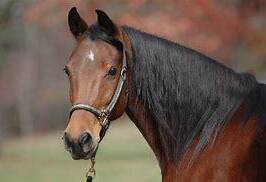 Luxury meets coastal living in this stunning 3-bed, 2-bath house in Moore Park Beach. Enjoy the pool, sheds, and study, with A/C for ultimate comfort. image 28