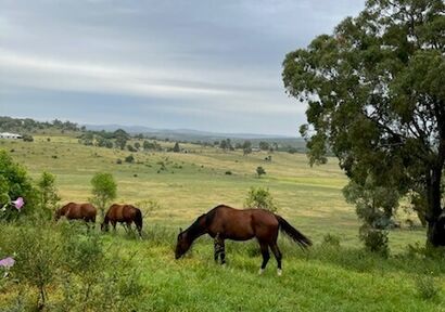 Built for Horses - Ready for You image 3